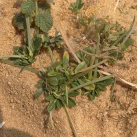 Rothia indica (L.) Druce